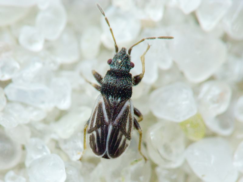 Tropidophlebia costalis (Herrich-Schäffer, 1850)